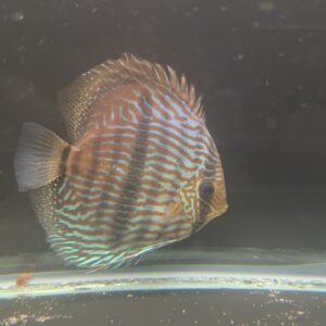 Orange-and-blue striped fish swimming in an aquarium, side view with tall dorsal fin visible