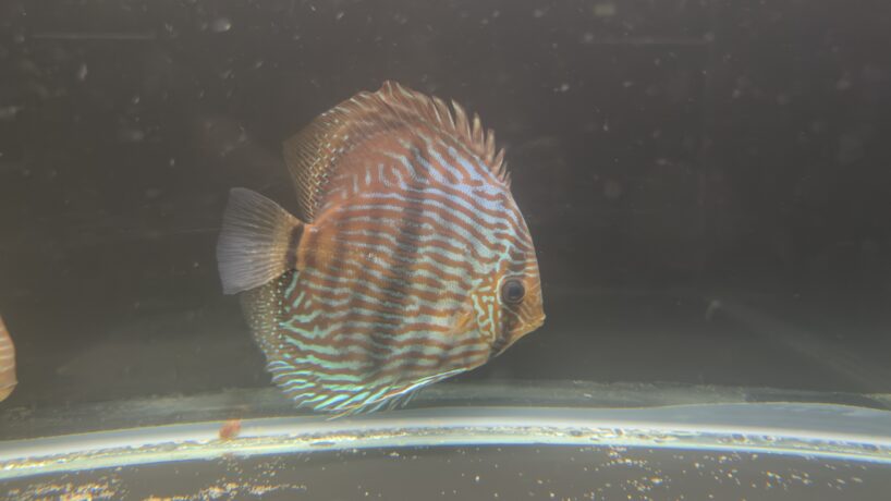 Orange-and-blue striped fish swimming in an aquarium, side view with tall dorsal fin visible