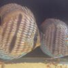 Two orange-and-white striped discus fish swimming in an aquarium tank.