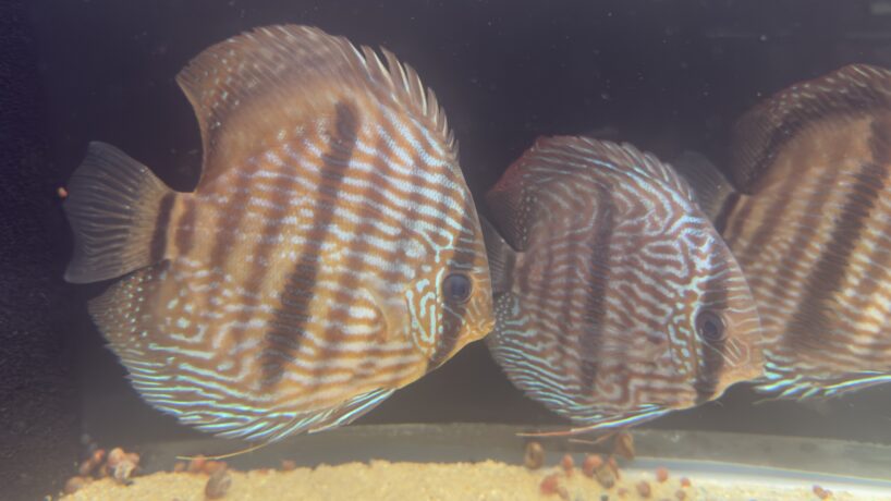 Two orange-and-white striped discus fish swimming in an aquarium tank.