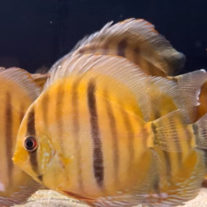 Wild Caught Marimari Center Bar Discus 4" (Symphysodon sp.)