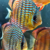 Wild Caught Royal Discus 5" (Symphysodon sp.)