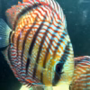 Wild Caught Royal Discus 5" (Symphysodon sp.)