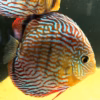 Wild Caught Royal Discus 5" (Symphysodon sp.)