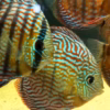 Wild Caught Royal Discus 5" (Symphysodon sp.)