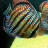 Wild Caught Royal Discus 5" (Symphysodon sp.)