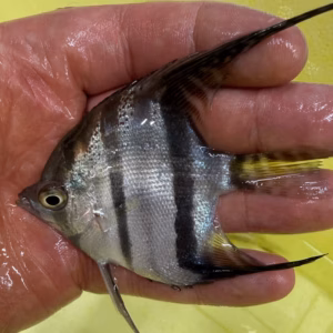 Pterophyllum scalare "Santa Isabel" true, wild caught