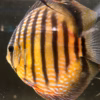 Wild Caught Semi Royal Discus 5" (Symphysodon sp.)
