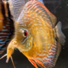 Wild Caught Semi Royal Discus 5" (Symphysodon sp.)