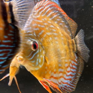 Wild Caught Semi Royal Discus 5" (Symphysodon sp.)