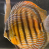 Wild Caught Semi Royal Discus 5" (Symphysodon sp.)