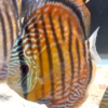Wild Caught Semi Royal Discus 5" (Symphysodon sp.)