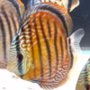 Wild Caught Semi Royal Discus 5" (Symphysodon sp.)