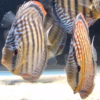 Wild Caught Semi Royal Discus 5" (Symphysodon sp.)