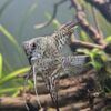 Angelfish with long striped fins swimming among aquatic plants and driftwood in a tank.