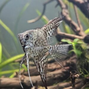 Angelfish with long striped fins swimming among aquatic plants and driftwood in a tank.