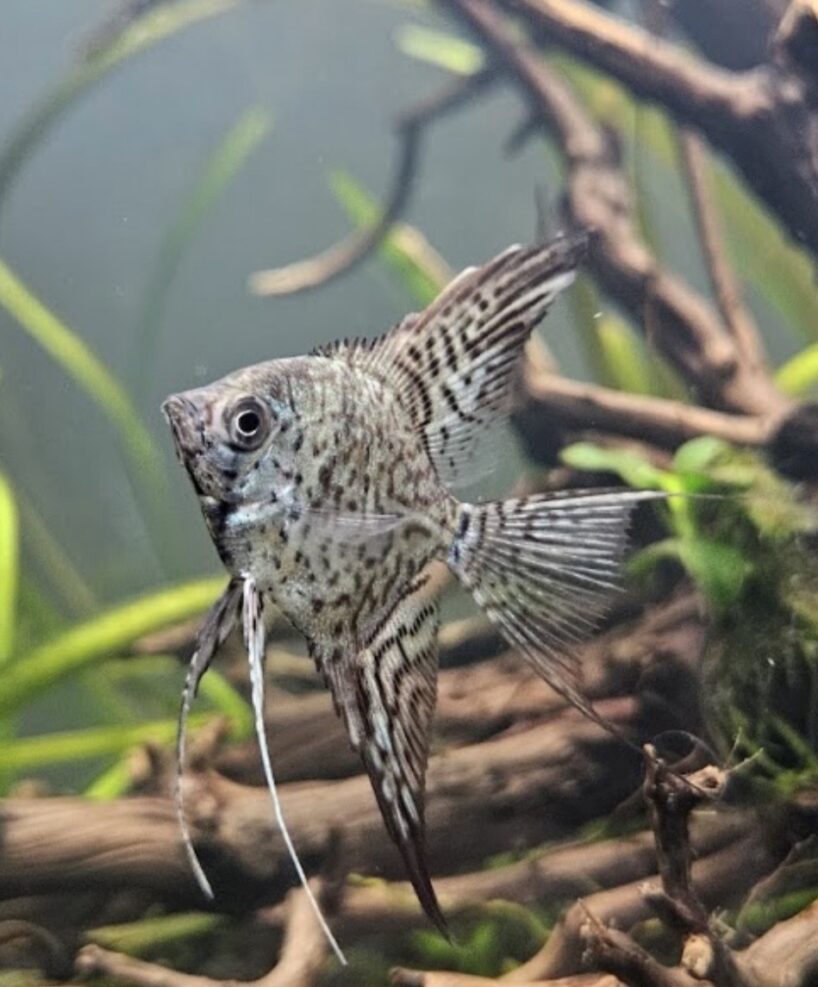 Angelfish with long striped fins swimming among aquatic plants and driftwood in a tank.
