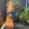 Leopard Angelfish (Pterophyllum scalare) — spotted fancy variant with dense black markings over metallic silver base