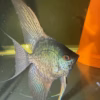 Leopard Angelfish (Pterophyllum scalare) — close-up showing unique spot pattern