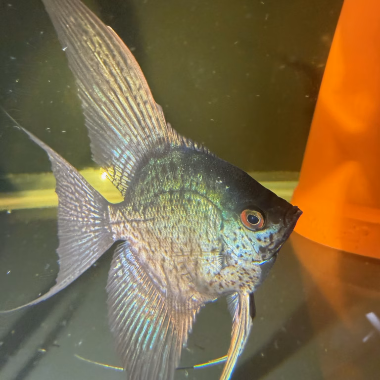 Leopard Angelfish (Pterophyllum scalare) — close-up showing unique spot pattern