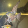 Leopard Angelfish (Pterophyllum scalare) — additional angle showing finnage detail