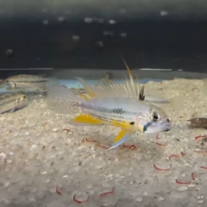 Wild Caught Apistogramma cacatuoides Pair from Peru Rio Ucayali — confirmed male/female breeding pair with iconic cockatoo dorsal crest