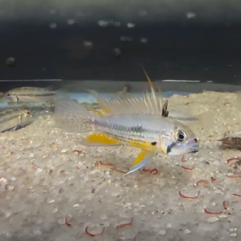 Wild Caught Apistogramma cacatuoides Pair Wild Caught Apistogramma cacatuoides Pair from Peru Rio Ucayali — confirmed male/female breeding pair with iconic cockatoo dorsal crest