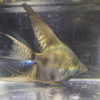Wild Blood Pinoy Angelfish showing smoky olive-green body and veil finnage