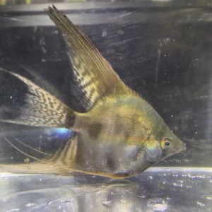 Wild Blood Pinoy Angelfish showing smoky olive-green body and veil finnage