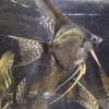 Wild Blood Pinoy Angelfish with dark smokey coloration