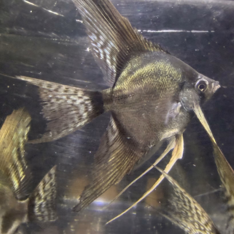 Wild Blood Pinoy Angelfish with dark smokey coloration