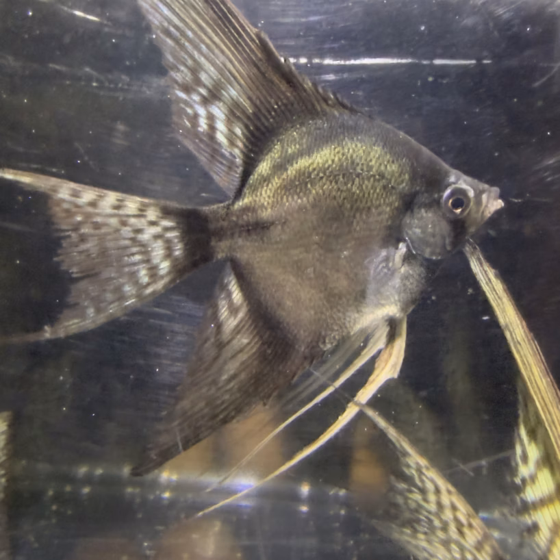 Wild Blood Pinoy Angelfish with long trailing veil fins