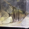Close-up of a dark fish with striped fins against a glass aquarium wall, with water and bubbles visible.