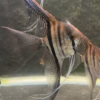 Sao Gabriel Crossbreed F4 Angelfish showing wild-type barring and red crown