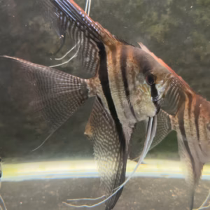 Sao Gabriel Crossbreed F4 Angelfish showing wild-type barring and red crown