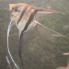 Sao Gabriel Crossbreed F4 Angelfish with long veil finnage