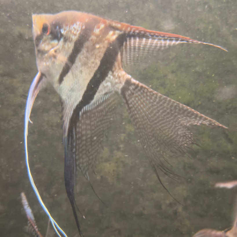 Sao Gabriel Crossbreed F4 Angelfish with long veil finnage