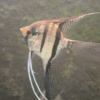 Sao Gabriel Crossbreed F4 Angelfish side view with filament extensions