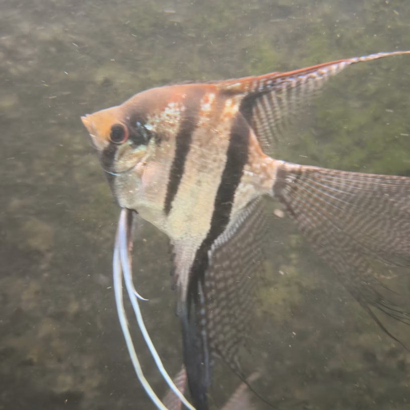 Sao Gabriel Crossbreed F4 Angelfish side view with filament extensions