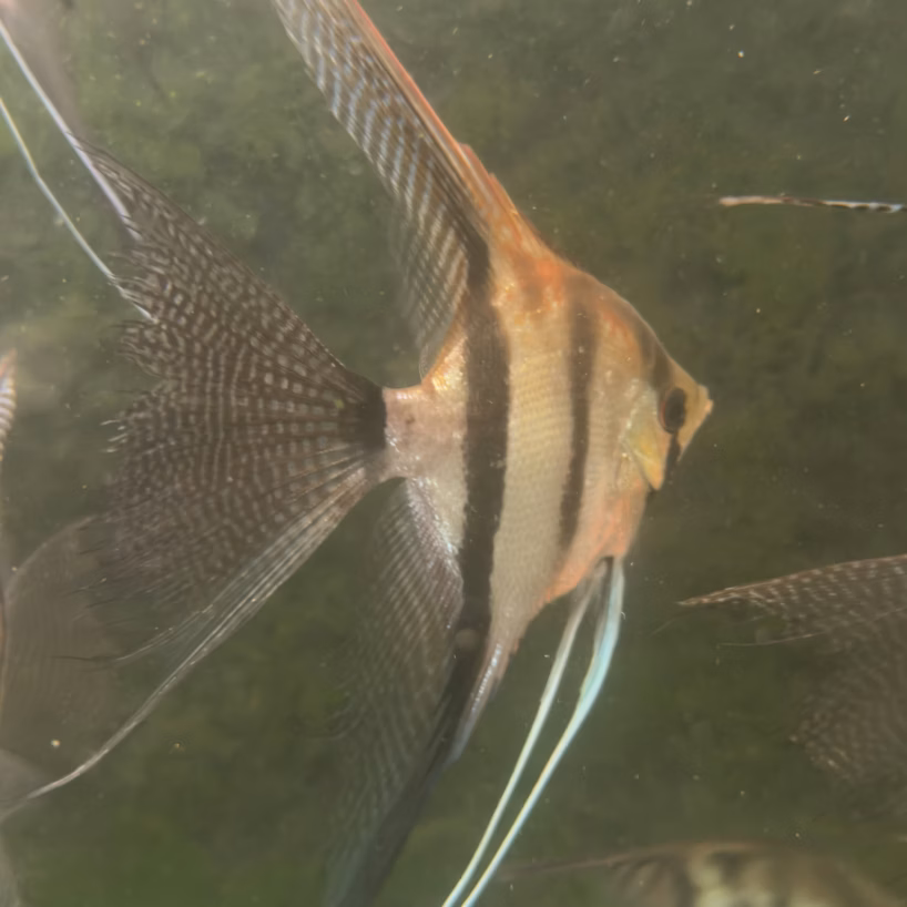 Sao Gabriel Crossbreed F4 Angelfish, wild-type Rio Negro angel
