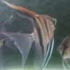 Sao Gabriel Crossbreed F4 Angelfish in the aquarium