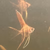 Sao Gabriel Crossbreed F4 Angelfish, standard finnage