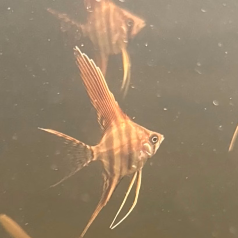 Sao Gabriel Crossbreed F4 Angelfish, standard finnage