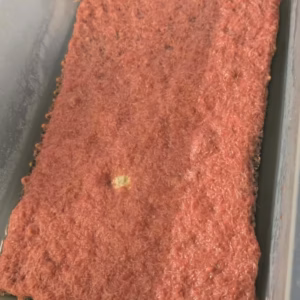 Israeli Tubifex starter culture — dense red mat of live tubifex worms in a culture tray