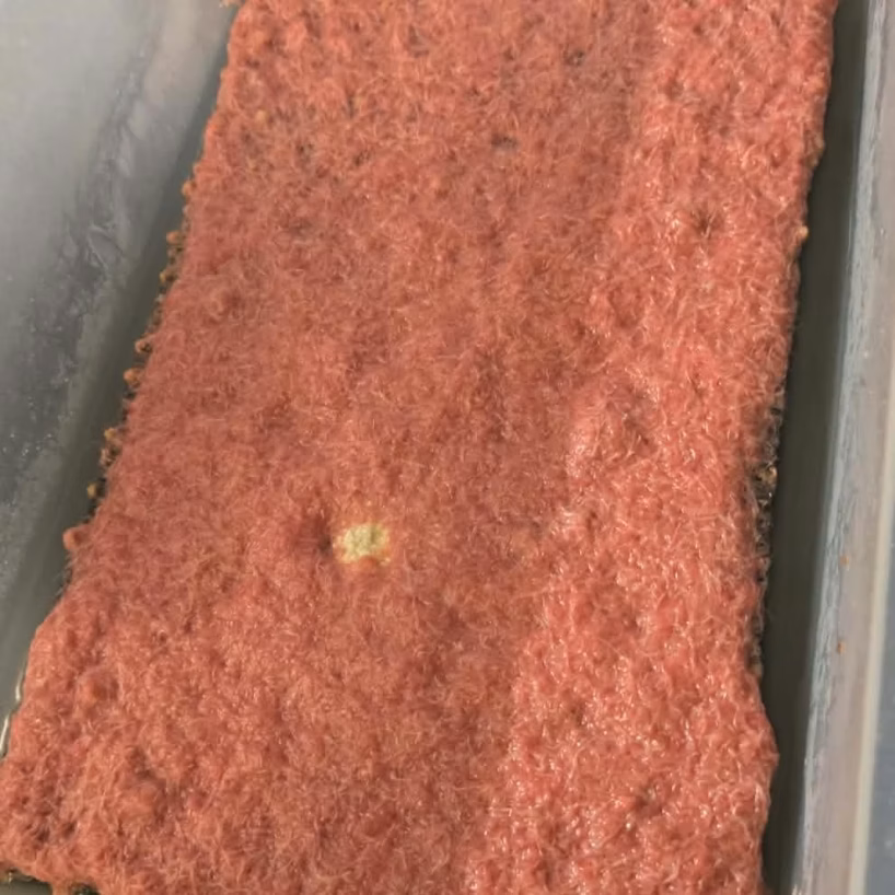 Israeli Tubifex Starter Culture Israeli Tubifex starter culture — dense red mat of live tubifex worms in a culture tray