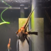 Wild Blood Gold Marble Angelfish full body with trailing veil finnage