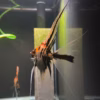Close-up of an orange and black striped tropical fish with long, flowing fins in an aquarium background.