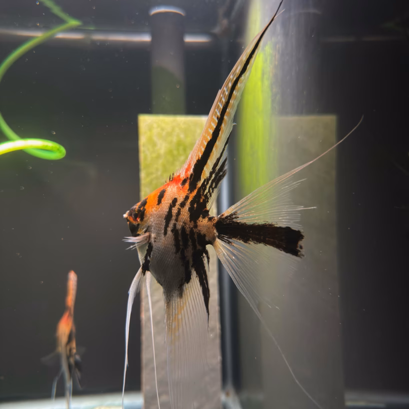 Close-up of an orange and black striped tropical fish with long, flowing fins in an aquarium background.