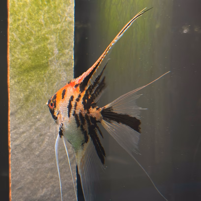 Wild Blood Gold Marble Angelfish side view showing gold marbling and veil fins