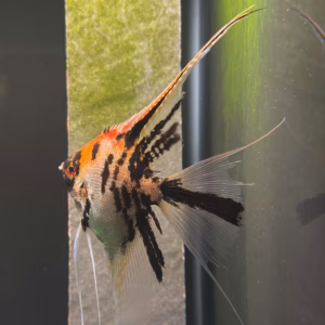 Wild Blood Gold Marble Angelfish showing blood-red crown and black marble pattern